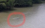 Seekor buaya berukuran sekitar 3 meteran berenang dibawah jembatan Lintas Barat Km 16 Desa Toapaya Selatan, saat terfoto oleh seorang warga yang kebetulan melintas, Selasa (16/7) siang sekitar pukul 12.10 WIB. (istimewa)