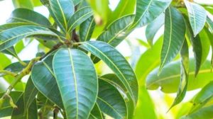 Daun Mangga. (internet)