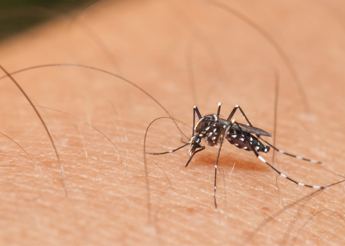 Nyamuk DBD. (internet)