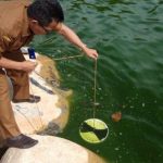 Air laut di Padang berwarna hiaju sejak beberapa waktu terakhir. (internet)