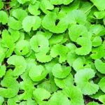 Daun Pegagan. (internet)