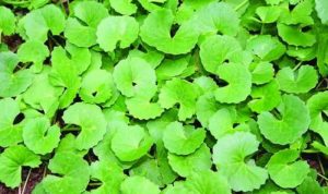 Daun Pegagan. (internet)