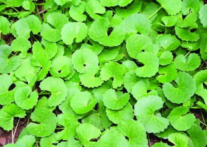 Daun Pegagan. (internet)