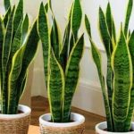 Tanaman lidah mertua. (internet)