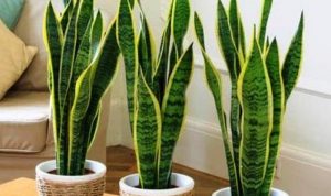 Tanaman lidah mertua. (internet)