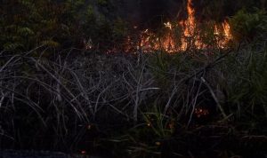 ilustrasi (internet)