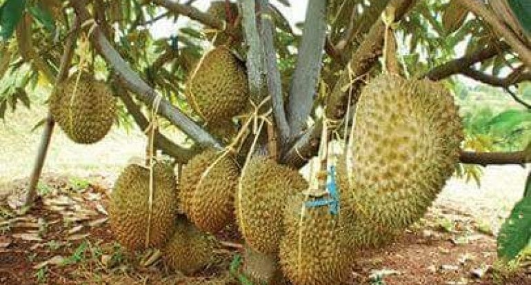 Durian. (internet)