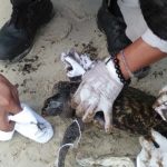 Penyu sisik (Hawkbill) dengan bobot 5 Kg yang ditemukan dengan kondisi menyedihkan tubuhnya terlilit jaring dan dipenuhi minyak hitam terdampar di Pantai Club Med Lagoi, Senin (6/1/2020) pagi. (istimewa) Penyu sisik (Hawkbill) dengan bobot 5 Kg yang ditemukan dengan kondisi menyedihkan tubuhnya terlilit jaring dan dipenuhi minyak hitam terdampar di Pantai Club Med Lagoi, Senin (6/1/2020) pagi. (istimewa)