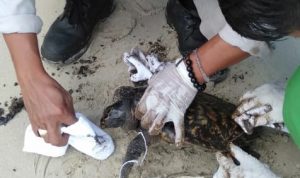 Penyu sisik (Hawkbill) dengan bobot 5 Kg yang ditemukan dengan kondisi menyedihkan tubuhnya terlilit jaring dan dipenuhi minyak hitam terdampar di Pantai Club Med Lagoi, Senin (6/1/2020) pagi. (istimewa) Penyu sisik (Hawkbill) dengan bobot 5 Kg yang ditemukan dengan kondisi menyedihkan tubuhnya terlilit jaring dan dipenuhi minyak hitam terdampar di Pantai Club Med Lagoi, Senin (6/1/2020) pagi. (istimewa)